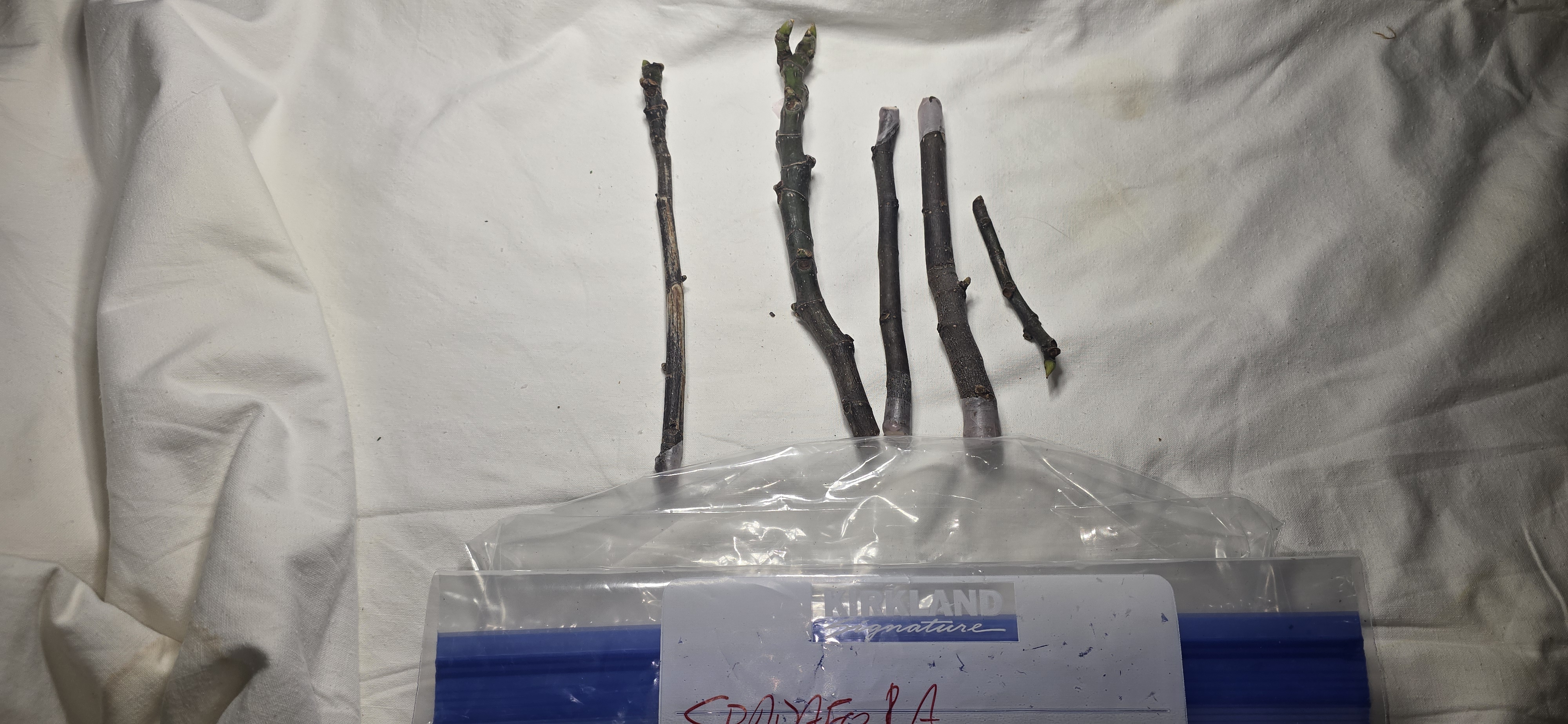 Spadafora Dark fig cutting